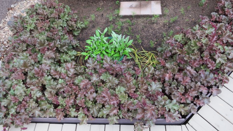 Гейхера Heuchera villosa