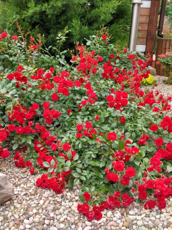 Роза Скарлет Мейяндекор (Scarlet Meillandecor)