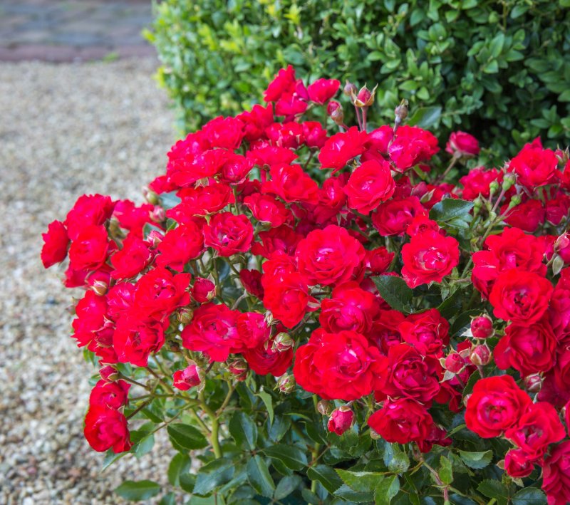 Роза Scarlet Meillandecor