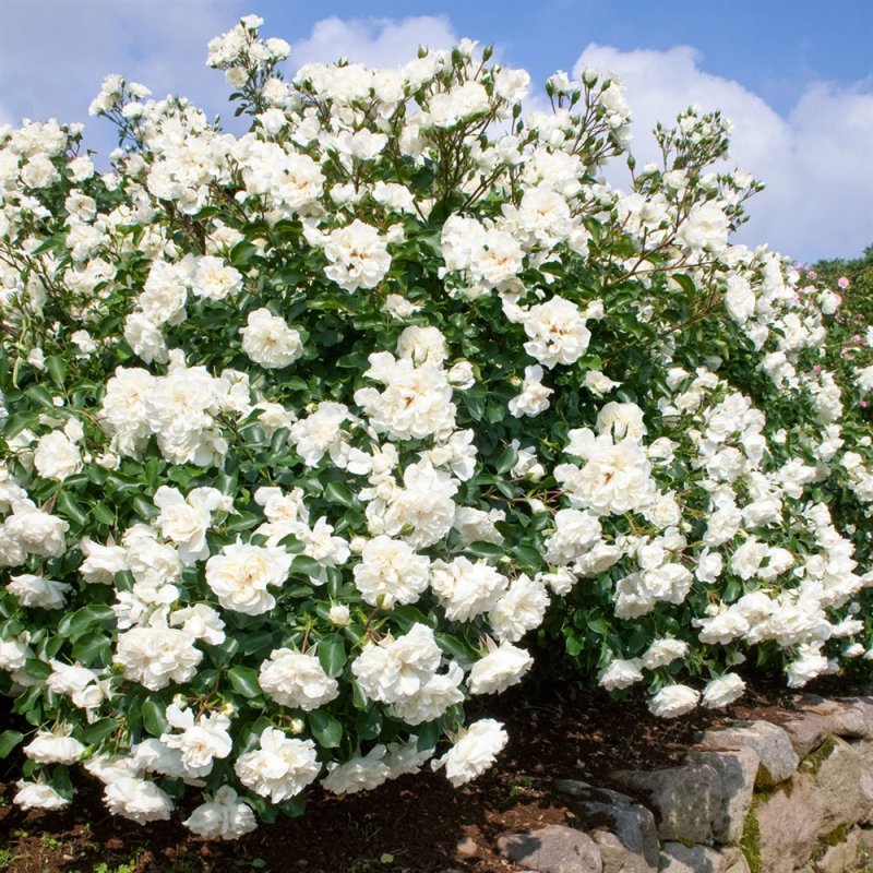 Роза Blanc Meillandecor