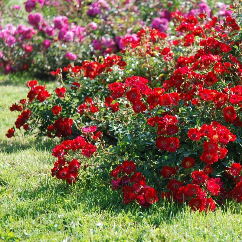 Роза ред Каскад (Red Cascade) почвопокровная