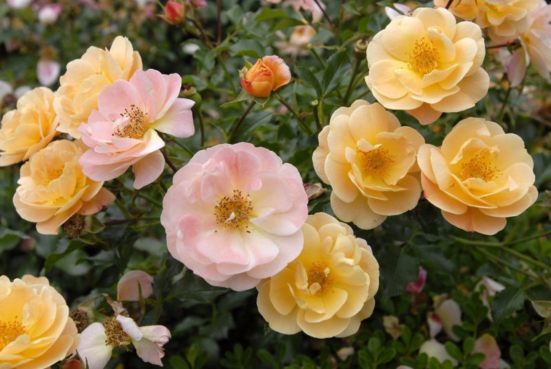 Роза Гартнерфройде / Тоскана Rosa Gärtnerfreude / Toscana