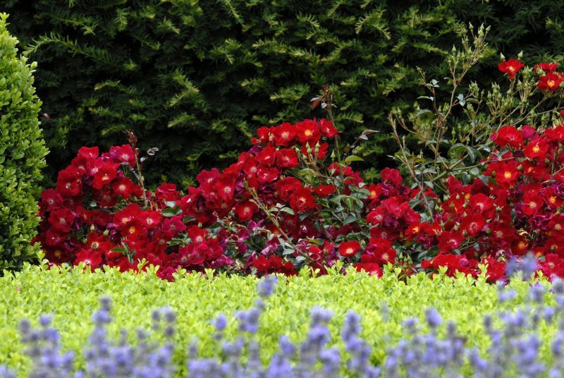 Почвопокровная роза rouge Meillandecor
