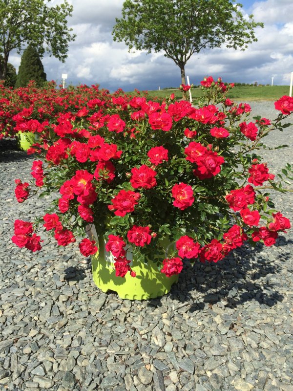 Rosa почвопокровная Pink