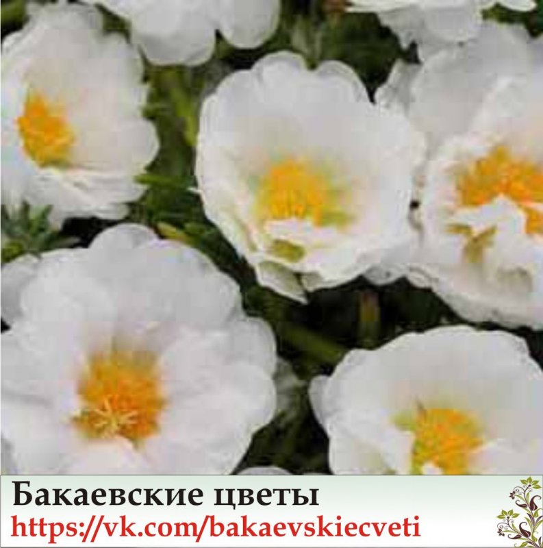 Портулак махровый оранжевый