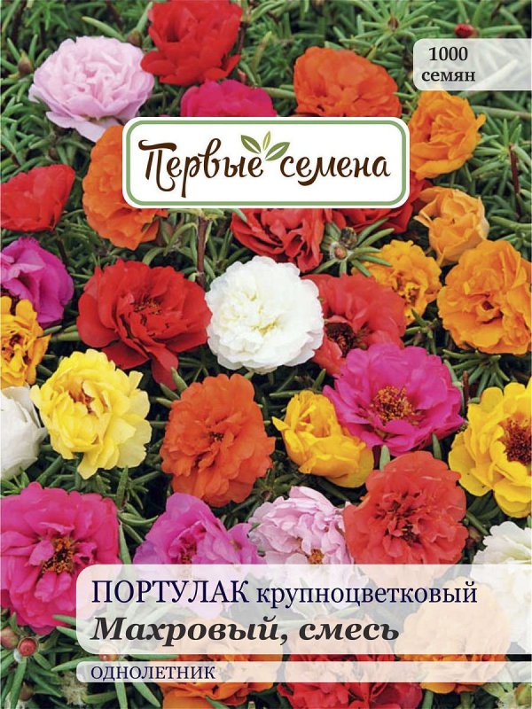 Портулак махровый белый