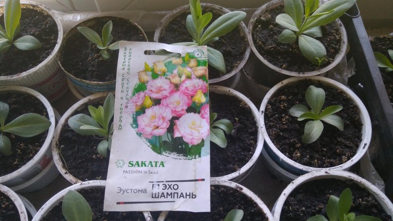 Эустома Корелли Лавандер