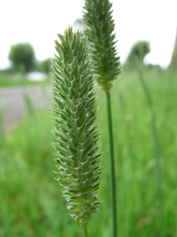 Тимофеевка Луговая Phleum pratense l.