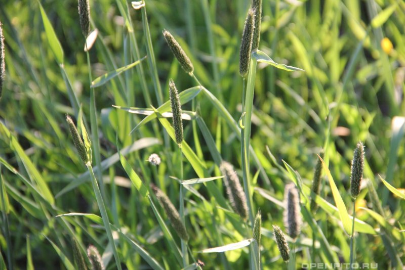 Лисохвост Луговой (Alopecurus pratensis).