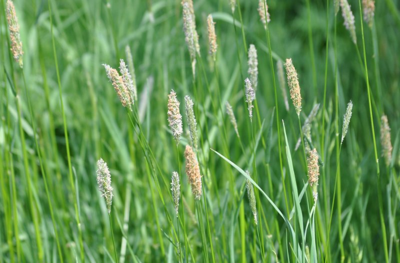 Лисохвост Луговой (Alopecurus pratensis).