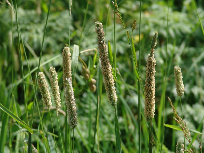 Phalaris tuberosa Aquatica