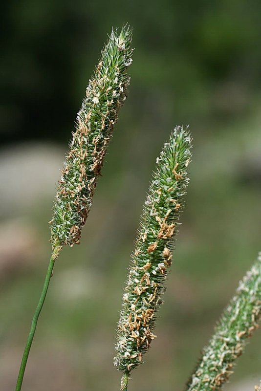 Тимофеевка (Phleum)