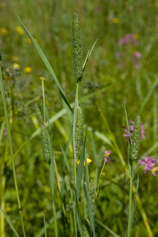 Лисохвост Луговой (Alopecurus pratensis).