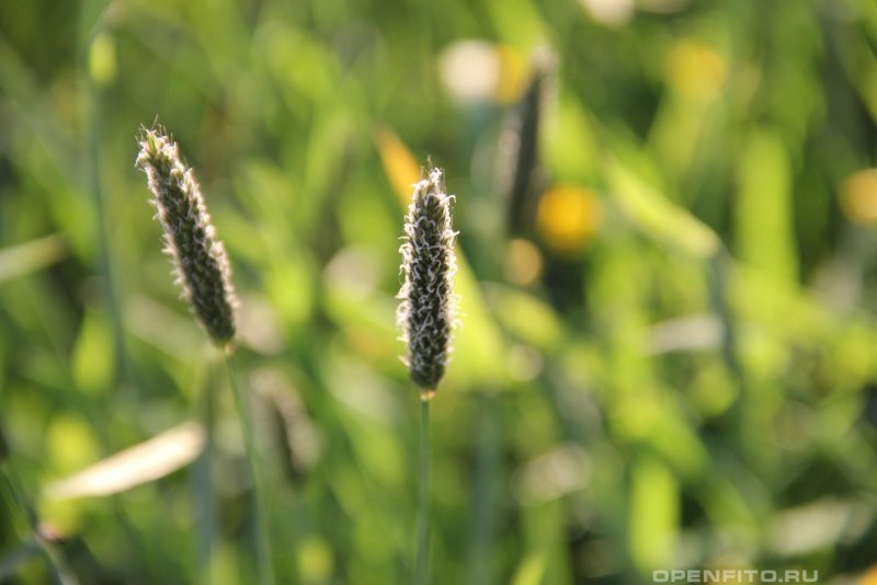 Лисохвост Луговой (Alopecurus pratensis ‘Aureovariegatus’)