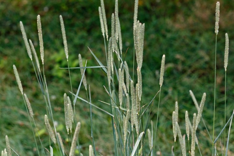 Тимофеевка Луговая Phleum pratense l.