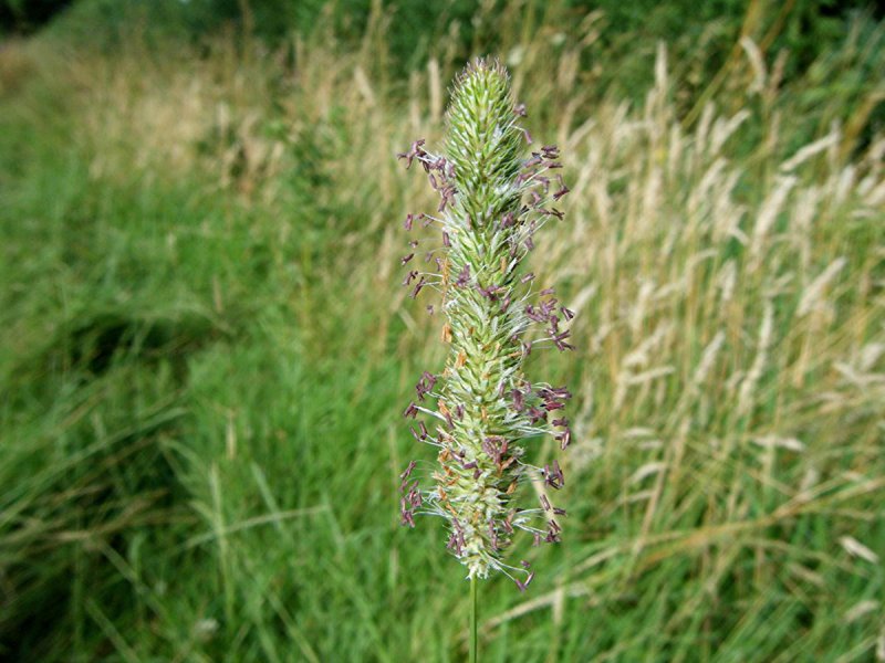 Тимофеевка Луговая, Phleum pratense (Phleum nodosum)