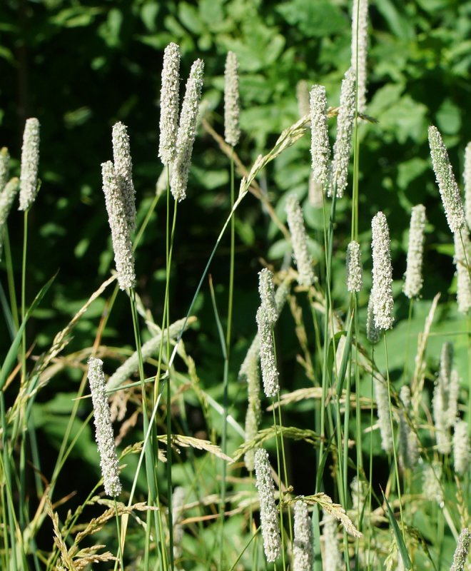 Тимофеевка Луговая, Phleum pratense (Phleum nodosum)