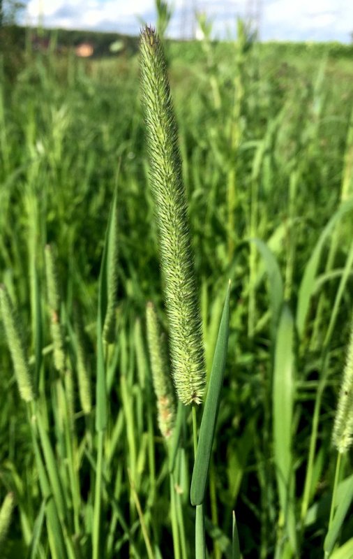 Тимофеевка (Phleum)