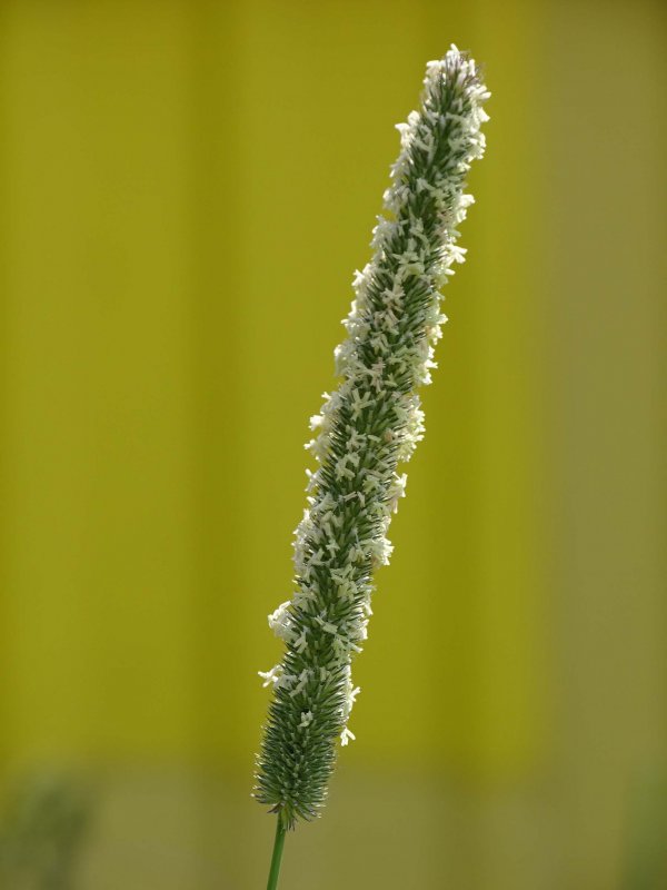 Щетинник сизый (Setaria glauca l.)
