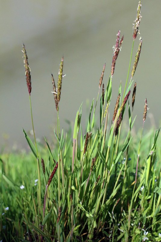 Phleum pratense