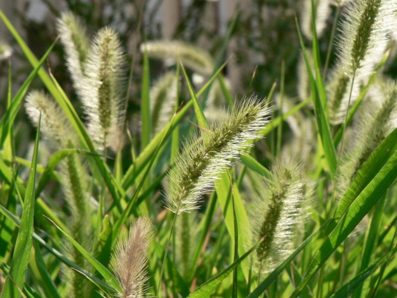 Лисохвост Луговой (Alopecurus pratensis ‘Aureovariegatus’)