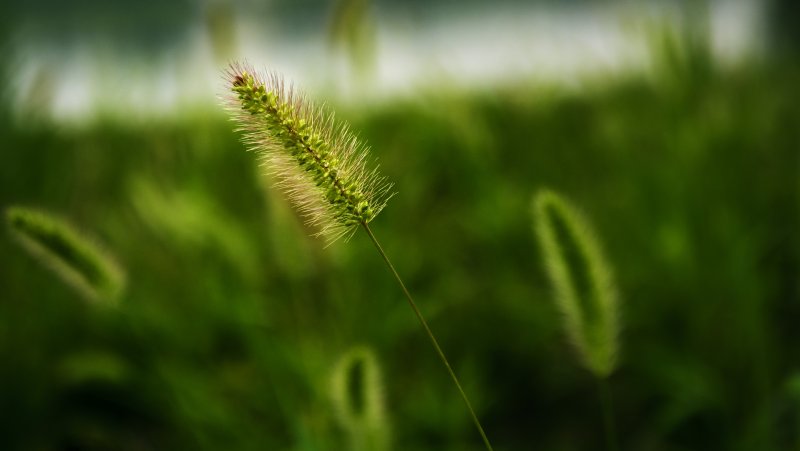 Темно зеленая природа