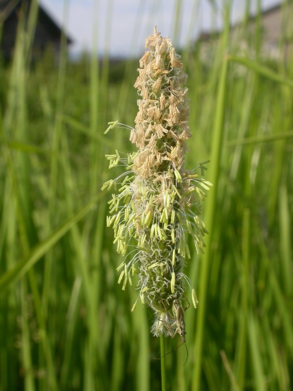 Лисохвост Луговой (Alopecurus pratensis ‘Aureovariegatus’)