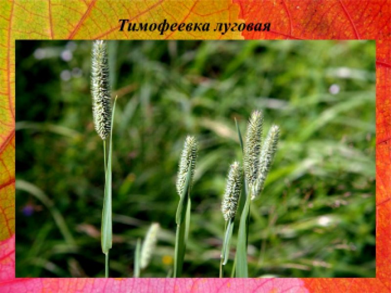Тимофеевка Луговая Phleum pratense l.