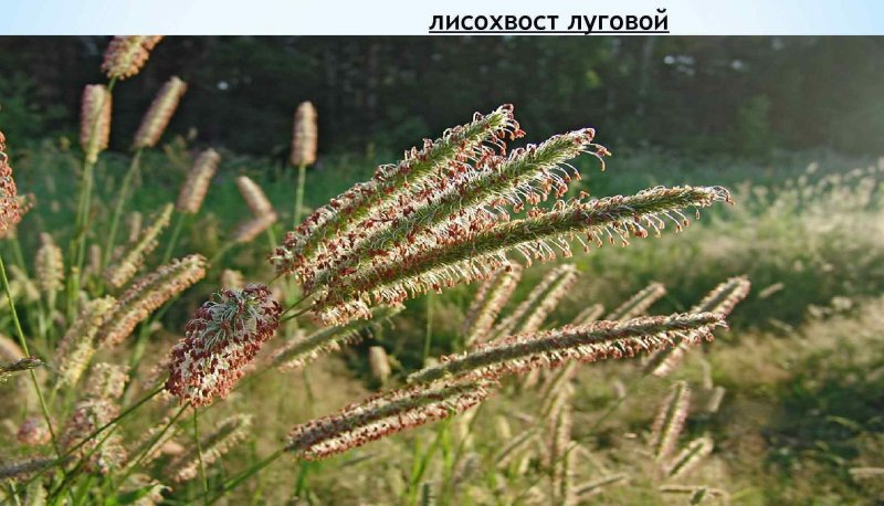 Щетинник зелёный (Setaria viridis)