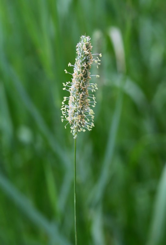 Тимофеевка Луговая Phleum pratense