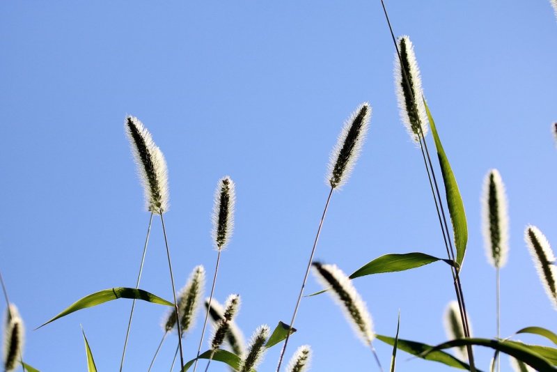 Ежа сборная (Dactylis glomerata) "variegata"