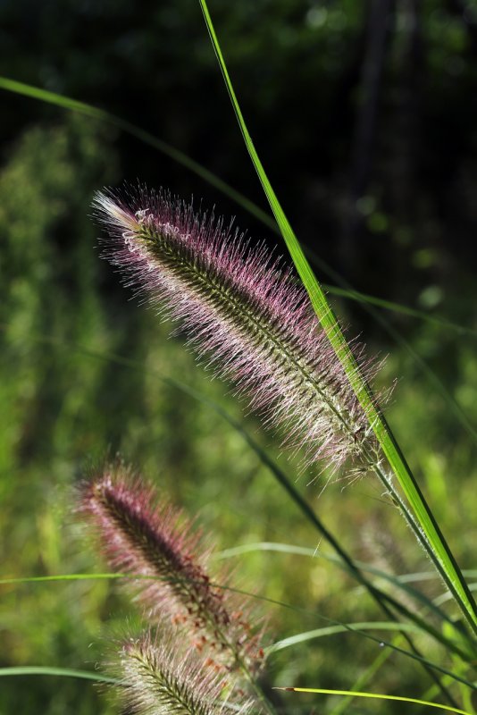 Лисохвост Луговой (Alopecurus pratensis ‘Aureovariegatus’)