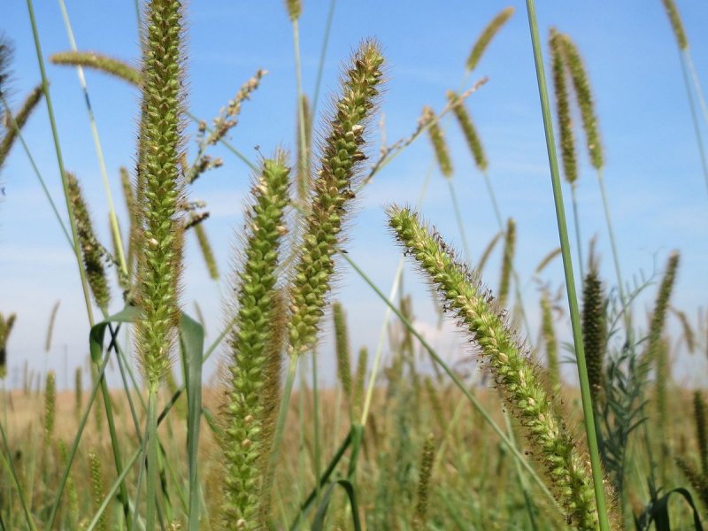 Timothy grass декоративная