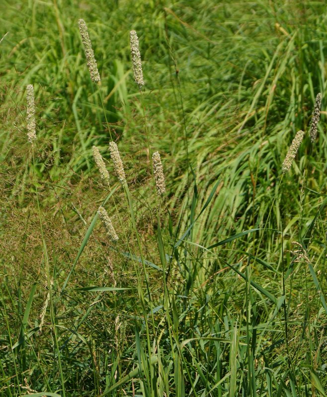 Тимофеевка Луговая Phleum pratense