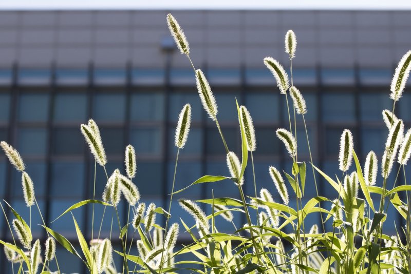 G6 Phleum pratense