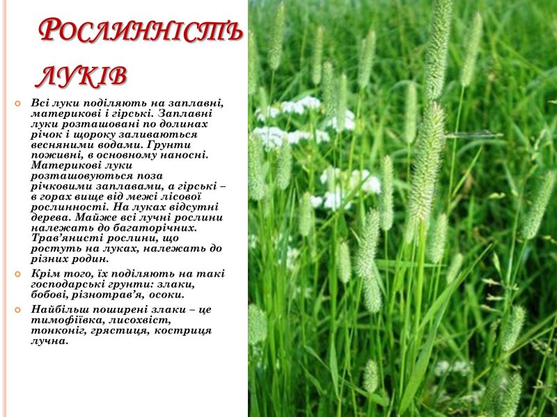 Лисохвост Луговой корневая система