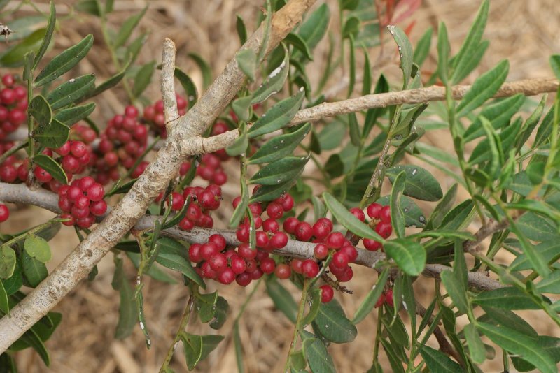 Фисташка мастиковая Pistacia lentiscus