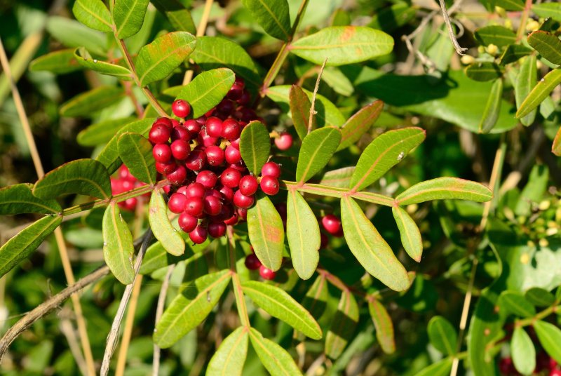 Pistacia lentiscus эфирное масло