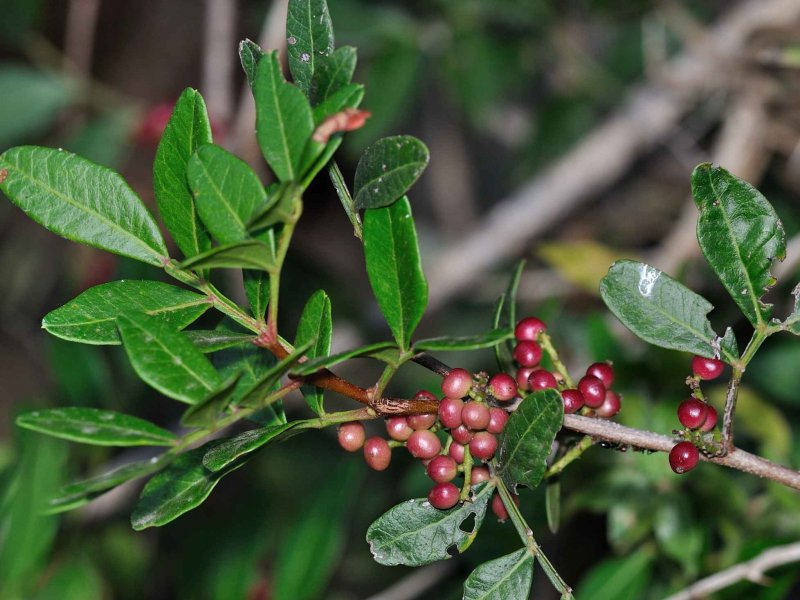 Фисташка мастиковая Pistacia lentiscus