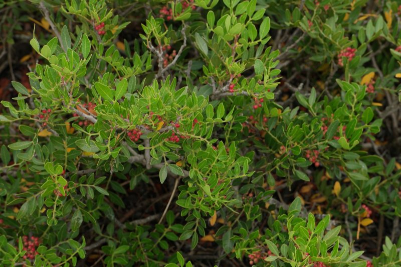 Фисташка Pistacia lentiscus