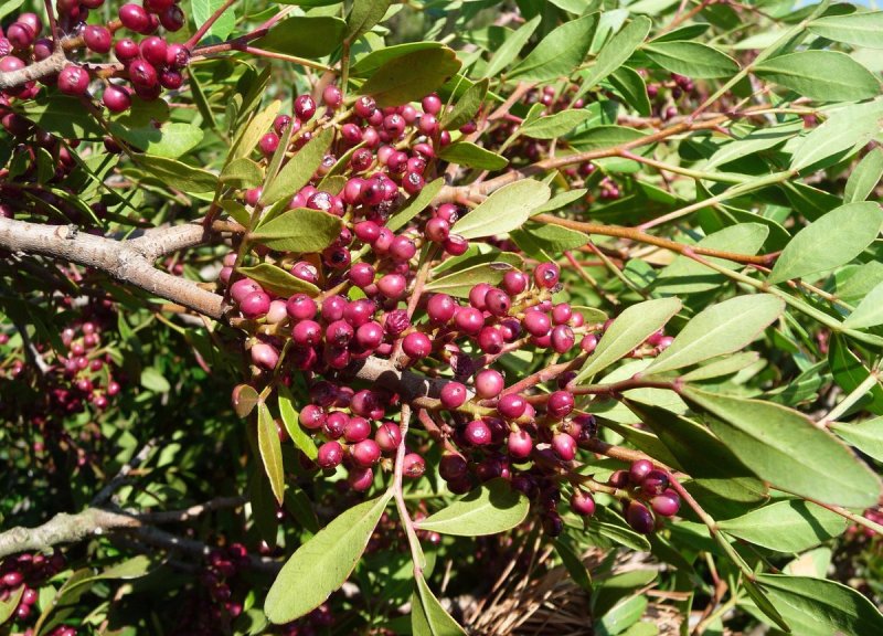 Pistacia lentiscus