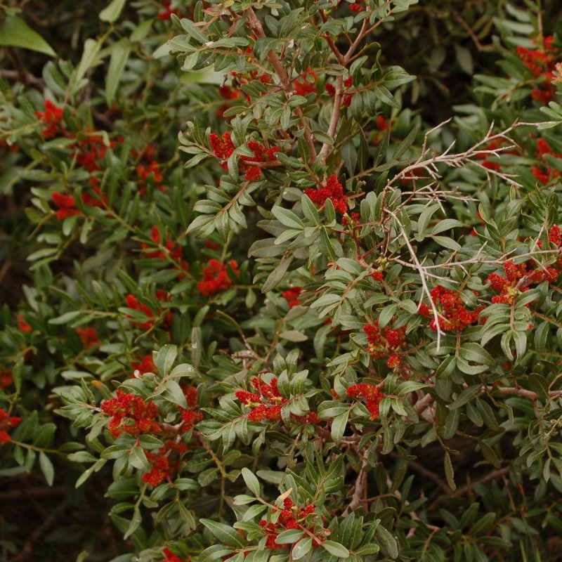 Pistacia lentiscus