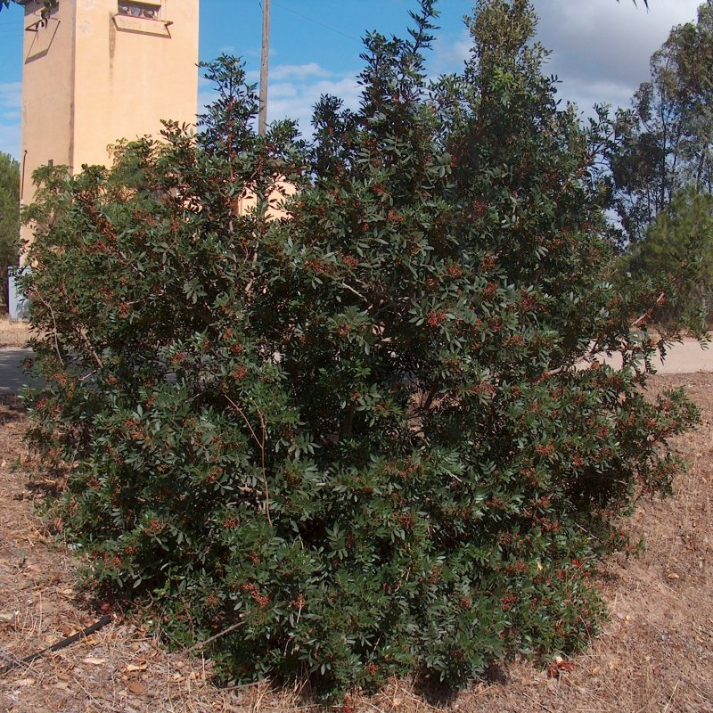 Pistacia lentiscus