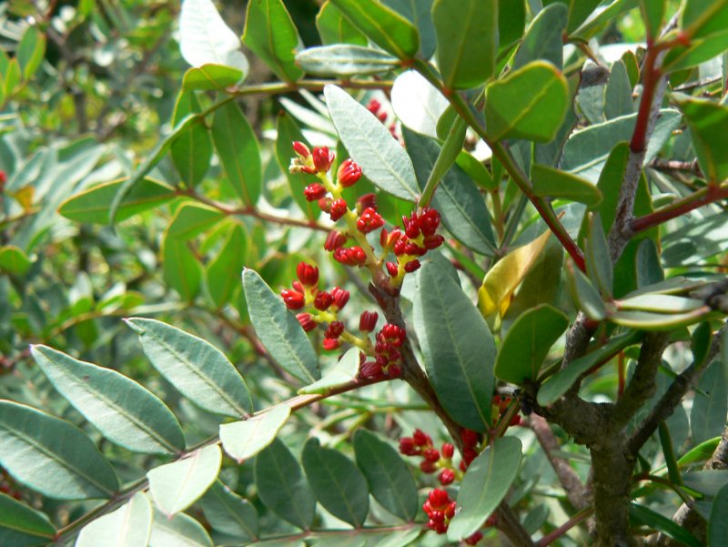 Терпентинное дерево (Pistacia Palaestina