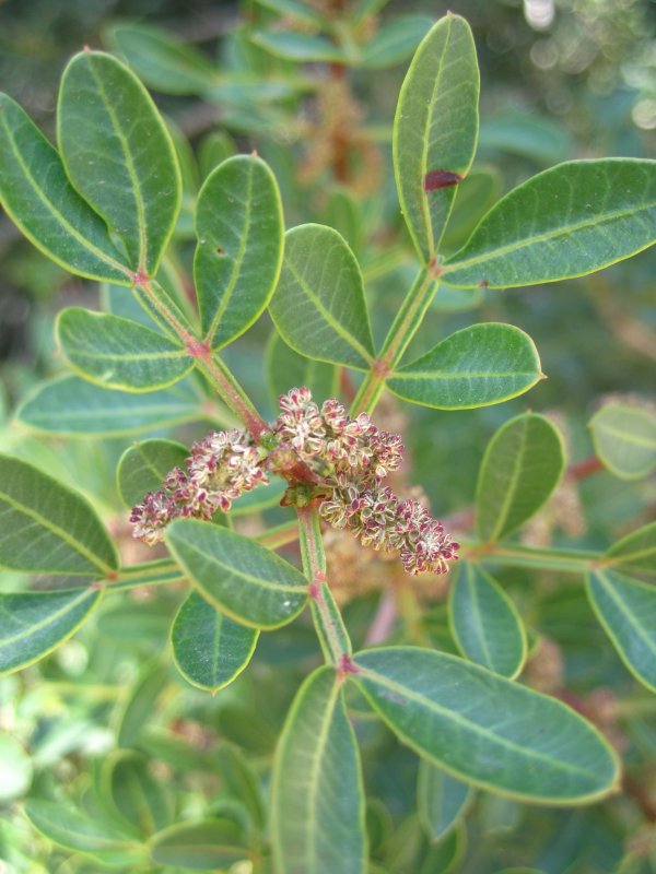 Фисташка Pistacia lentiscus