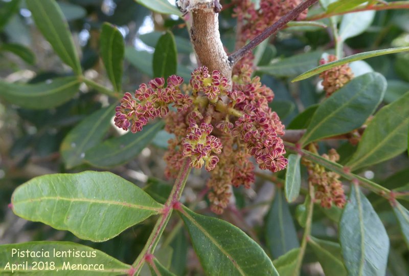 Pistacia lentiscus var. Chia