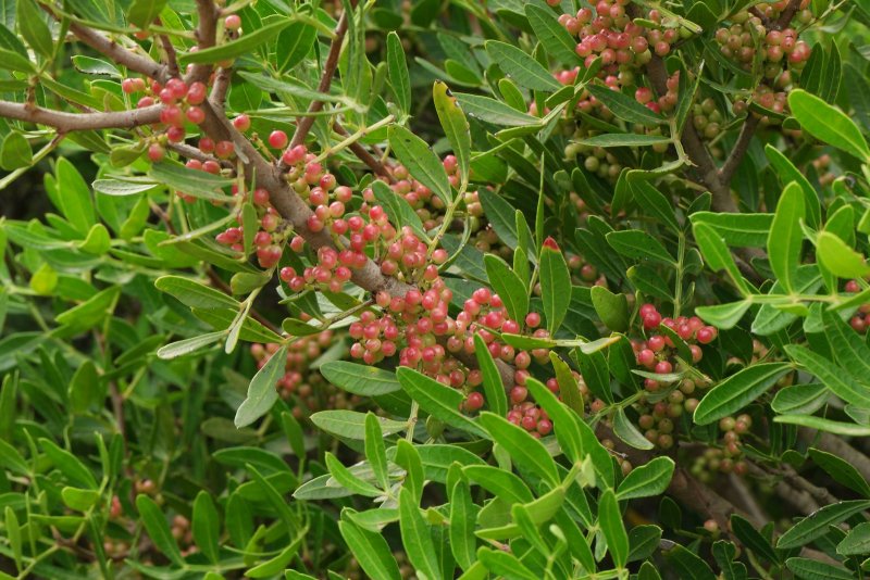 Фисташка Pistacia lentiscus