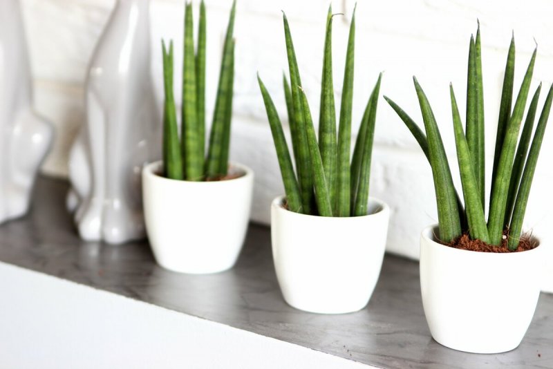 Сансевиерия цилиндрическая (Sansevieria cylindrica) коса