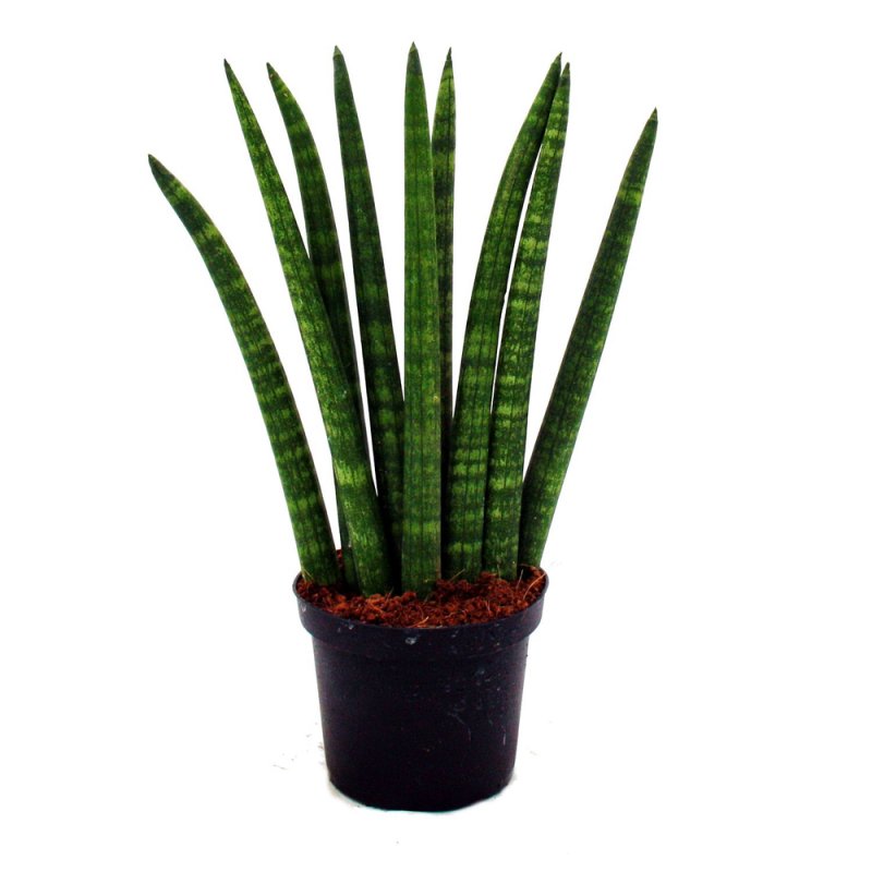 Sansevieria цилиндрика