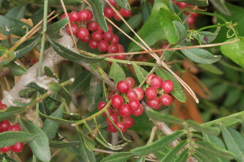 Фисташка Pistacia lentiscus
